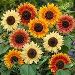 Semillas de Girasol Beauté d’Automne Multicolor para Siembra y Cultivo Ornamental