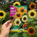 Semillas de Girasol Beauté d’Automne Multicolor para Siembra y Cultivo Ornamental