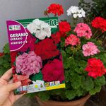Semillas de Geranio Híbrido F2 Multicolor para Siembra y Cultivo