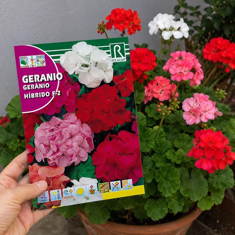 Semillas de Geranio Híbrido F2 Multicolor para Siembra y Cultivo
