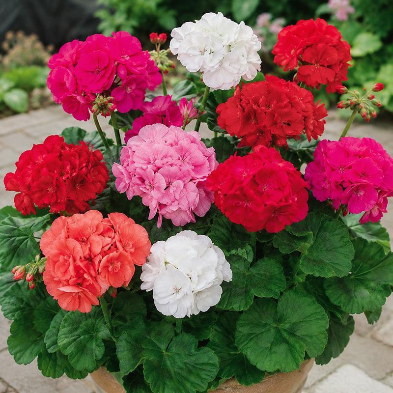 Semillas de Geranio Híbrido F2 Multicolor para Siembra y Cultivo