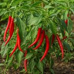 Semillas de Pimiento Guindilla Larga Roja para Siembra y Cultivo