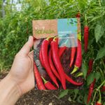 Semillas de Pimiento Guindilla Larga Roja para Siembra y Cultivo