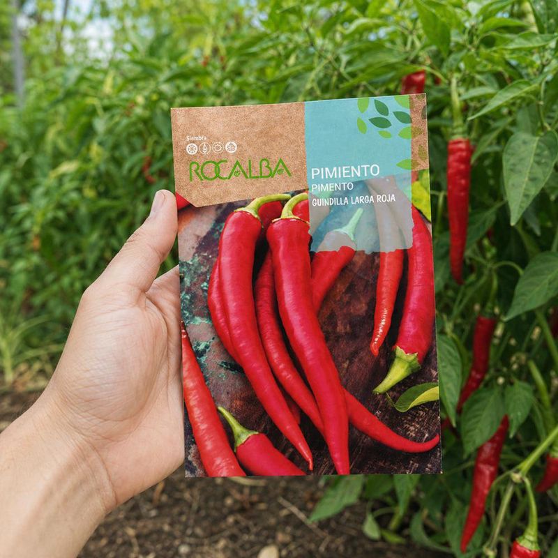 Semillas de Pimiento Guindilla Larga Roja para Siembra y Cultivo