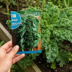 Semilla de Kale Dwarf Green Curled para Siembra y Cultivo