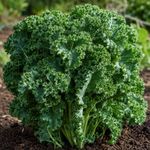 Semilla de Kale Dwarf Green Curled para Siembra y Cultivo