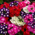 Semillas de Verbena Sparkle Híbrida Multicolor para Siembra y Cultivo Ornamental