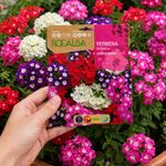 Semillas de Verbena Sparkle Híbrida Multicolor para Siembra y Cultivo Ornamental