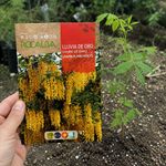 Semillas de Lluvia de Oro para Siembra y Cultivo