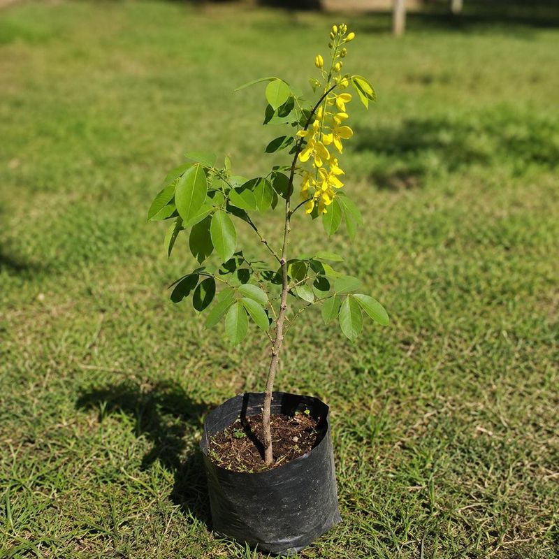 Semillas de Lluvia de Oro para Siembra y Cultivo