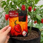 Semillas de Pimiento Picante Habanero Red para Siembra y Cultivo