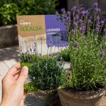 Semilla de Lavanda en Bolsa para Siembra