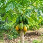 Semillas de Papaya para Siembra y Cultivo