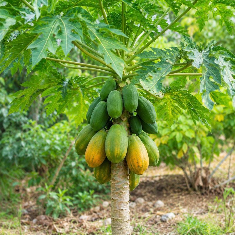 Semillas de Papaya para Siembra y Cultivo