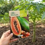 Semillas de Papaya para Siembra y Cultivo