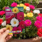 Semillas de Portulaca Doble Variada Multicolor para Siembra y Cultivo Ornamental