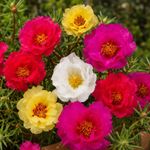 Semillas de Portulaca Doble Variada Multicolor para Siembra y Cultivo Ornamental