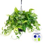 Planta Natural Decorativa con Maceta - Presentación Surtida