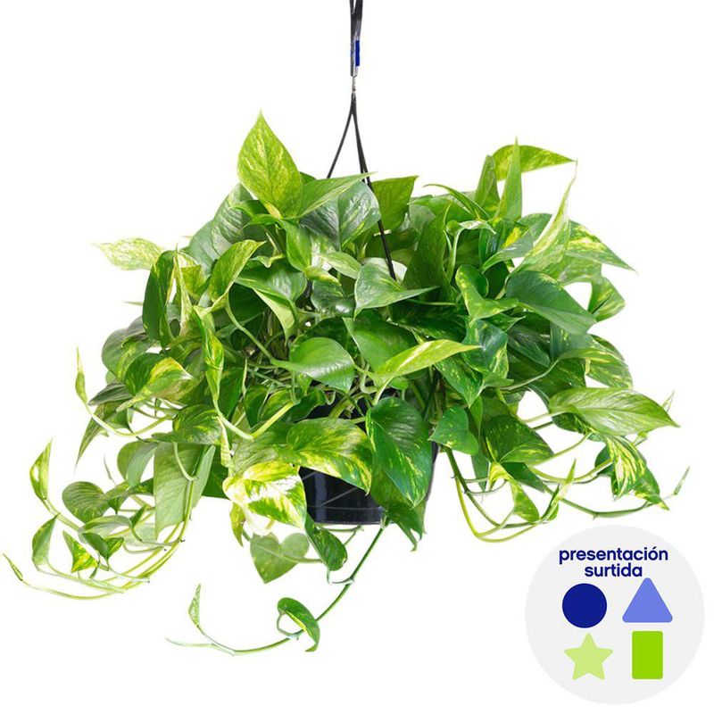 Planta Natural Decorativa con Maceta - Presentación Surtida