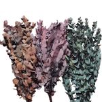 Eucalipto Preservado 1 Unidad Colores Surtidos - Kotz'Ijal