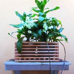 Maceta De Madera Natural 36X16 Cm - Fixer