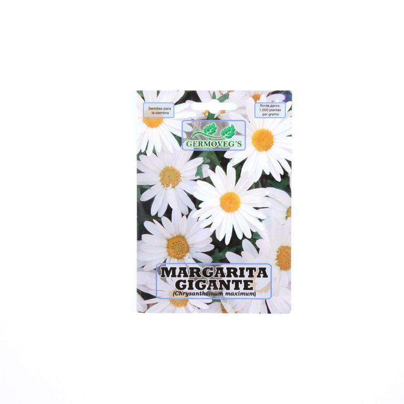 Semilla De Margarita Gigante Blanco - Germovegs