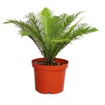 Maceta Con Planta Natural Tropical De Semi Sombra Presentaciones Surtidas - Florasol