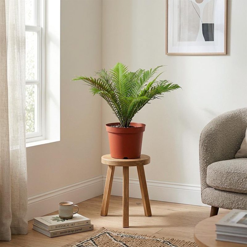 Planta Natural de Semi Sombra 10