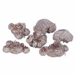 Bolsa De Cartuchos En Bulbos De Callas Lily 5 Unidades - Germoveg´s