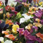 Bolsa De Cartuchos En Bulbos De Callas Lily 5 Unidades - Germoveg´s