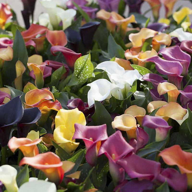 Bolsa De Cartuchos En Bulbos De Callas Lily 5 Unidades - Germoveg´s