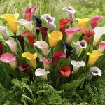 Bolsa De Cartuchos En Bulbos De Callas Lily 5 Unidades - Germoveg´s