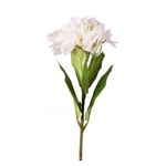 Flor Blanca - Concepts
