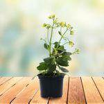 Planta Tropical Mp4 - Florasol