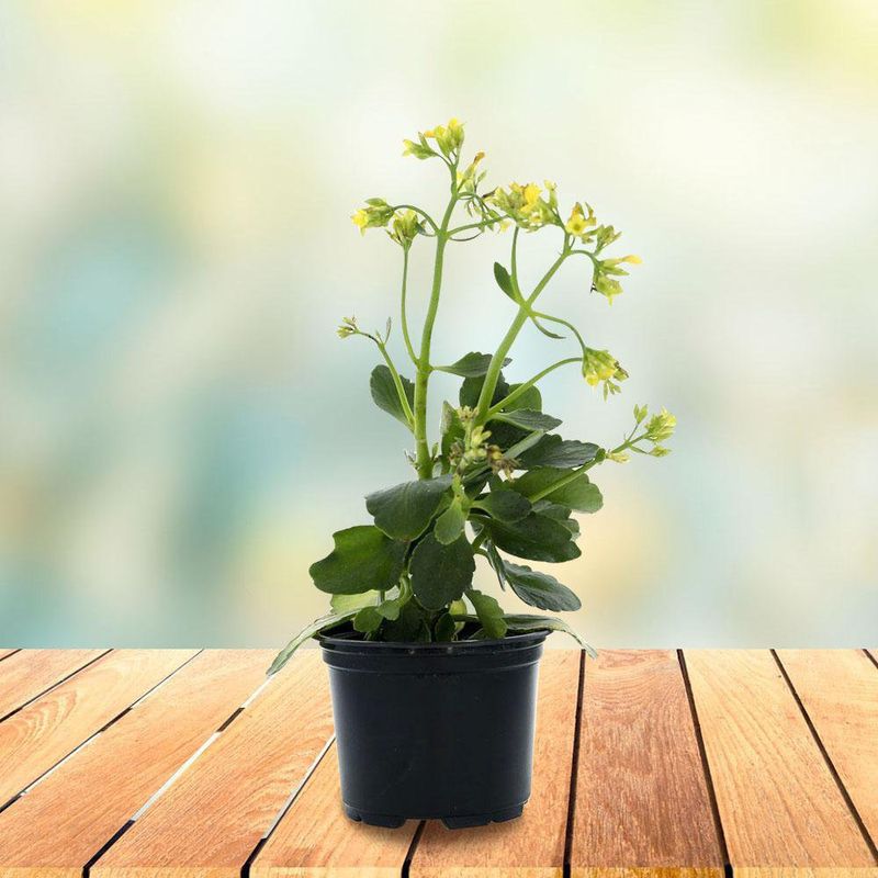 Planta Tropical Mp4 - Florasol