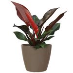 8X7.3 cm