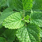 Semilla De Melissa - Germoveg´S