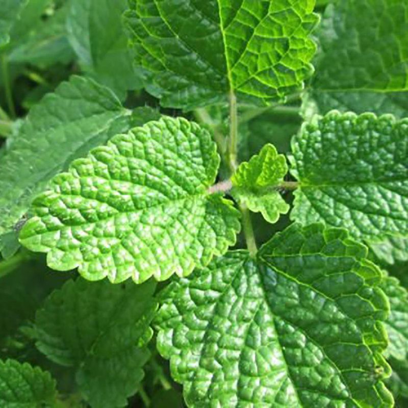 Semilla De Melissa - Germoveg´S