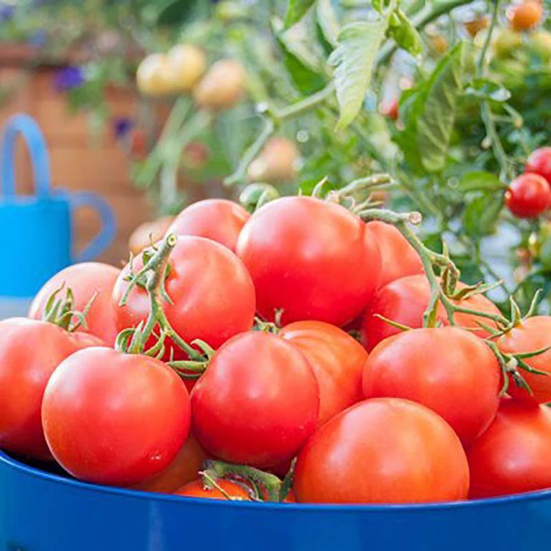 Semilla De Tomate - Germoveg´S