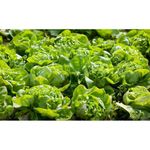 Semilla De Lechuga - Germoveg´S