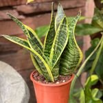 Planta Natural Sanseviera Mediana