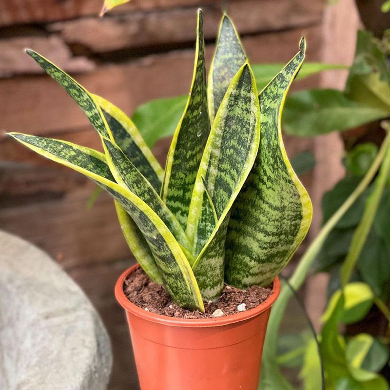 Planta Natural Sanseviera Mediana