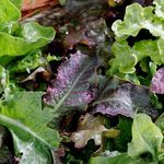 Semilla Mezcla De Ensalada - Germoveg´S