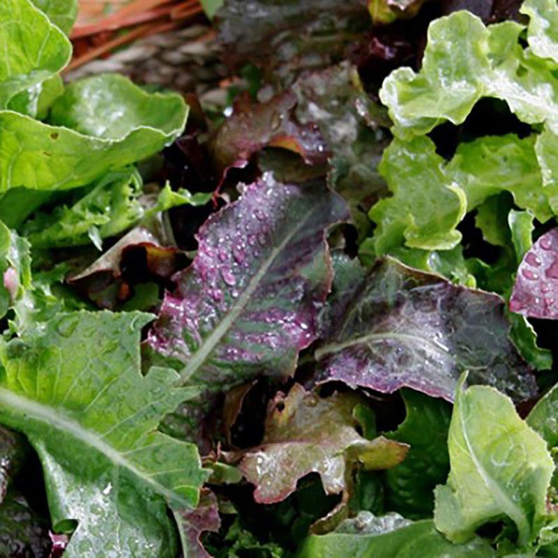 Semilla Mezcla De Ensalada - Germoveg´S