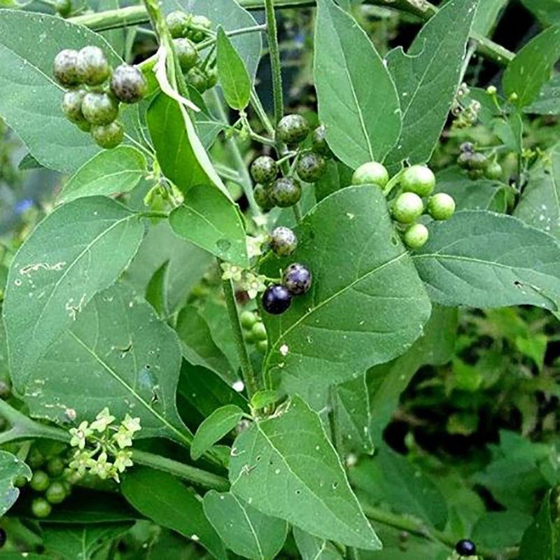 Semilla De Hierbamora (Macuy) - Germoveg´s