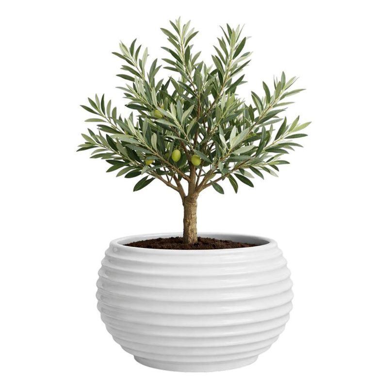 Maceta Bromelia Blanca  42 x 48 Cm