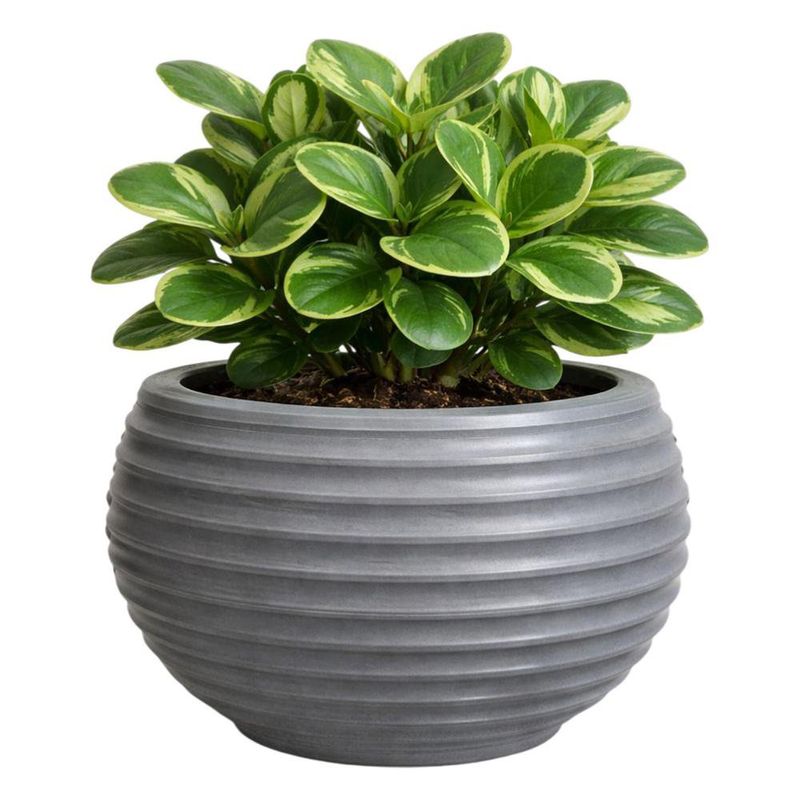 Maceta Bromelia Granit Piedra 36 x 37 Cm - Vassart