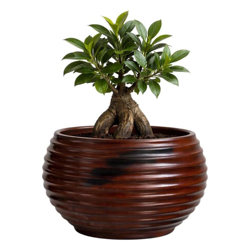 Maceta Bromelia Antique Rusty 42 x 48 Cm