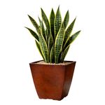 Maceta Malta Square Antique Rusty 36 x 55 Cm - Vassart