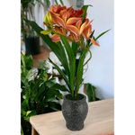 Orquídea Artificial Naranja con Pote 76 Cm - Concepts